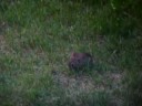 Baby Bunny