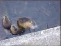 Nutria