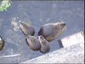 Nutria