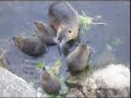 Nutria