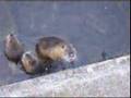 Nutria