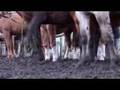 Argentina's gaucho - 27 Oct 07