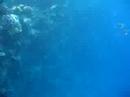 Red Sea snorkelling 1