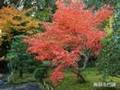 2007年の紅葉(1/2)
