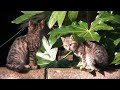 ??????? Kittens Boxing?[720p HD]