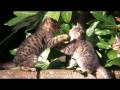 子猫パンチ炸裂 Kittens Boxing　[720p HD]