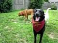 videos de Fetch and Sammy getting a correction by Jett :)