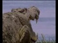 The World`s Largest Crocodile