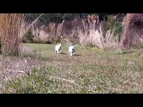 Yellow Labrador Puppies In SLOW MOTION