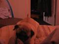 Sleeping With Pugglies