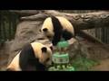 TWO BIG BIRTHDAYS FOR GIANT PANDAS AT THE SAN DIEGO ZOO