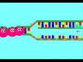 videos de DNA Replication Cartoon