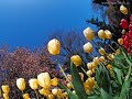Tulipany [z filmu: Tulipany] - Daniel Bloom
