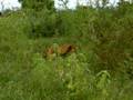 Vizsla Pointing Banded Quail