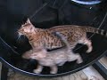 Bengal Kitten running on a Cat Wheel