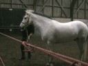 Freestyle training van Emiel Voest aan Petra en Heros Freestyle training van Emiel Voest aan Petra en Heros
