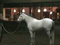 Freestyle training van Emiel Voest aan Petra en Heros