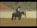 Doc At Night - Phenomenal Cow Horse