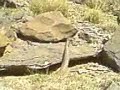 snake dance