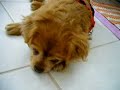 眠りイヌ動画