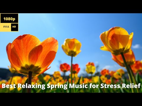 Relaxing Music Museum Relaxing Music Museum