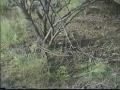 Wild hog bowhunting (cazarco)