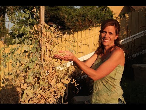 how to snap peas