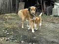 Best Friends / Кот и Собака