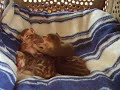 お産箱の中の子猫たち