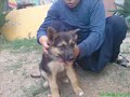 the dogs in dalit al karmel a.h