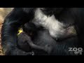 Brand new Cute Baby Gorilla! Brand new Cute Baby Gorilla!