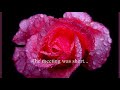 Million Scarlet Roses (Alla Pugacheva )