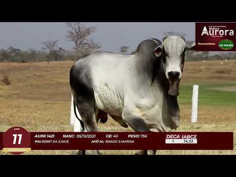 4� De Olho na Fazenda - NELORE AURORA participa��o Chico Paulic�ia