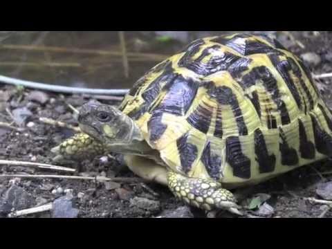 YouTube reptile video