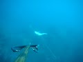 chasse sous marine biotoise dorade 1