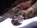Julidochromis kipilli cavando http://cmcas.com.br/forum