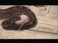 Valhalla (ball Python) eats her first mouse Valhalla (ball Python) eats her first mouse