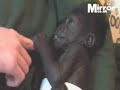 Tia the baby Gorilla