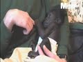 Tia the baby gorilla