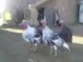 videos de http://www.shopseks.com