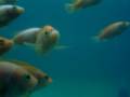 videos de MY KINGFISH