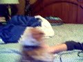 Owl singing Goldfinger