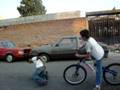 videos de piquete a steve con bici