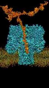 DNA Strand through Alpha-hemolysin