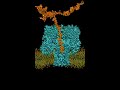The movement of a DNA strand through a cellular pore known as alpha-hemolysin. As the bacterium Staphylococcus aureus fights for resources, it attacks other cells by secreting alpha-hemolysin, which form these pores on enemy cells. As essential molecules exit the target cell, water floods in and POP goes the cell!