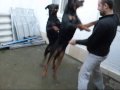www.myrottweiller.com