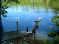 Spinone High Dive