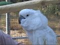 Cockatoo from FFF singing On Top of Old Smoky and Alouette Cockatoo from FFF singing On Top of Old Smoky and Alouette