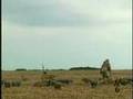 Goose hunting : Honkers in Alberta