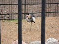 Black Crowned Crane